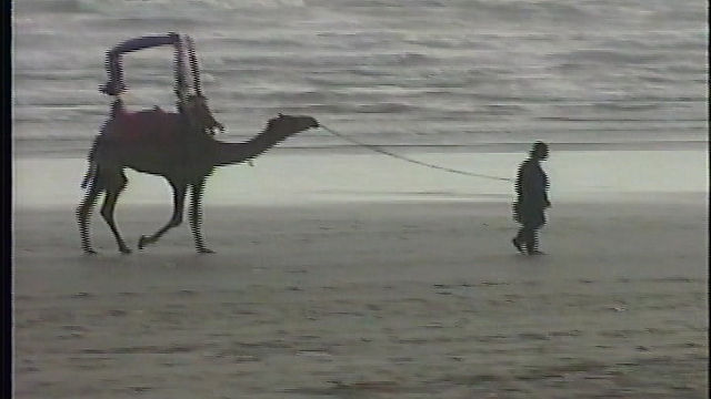 Karachi Camel